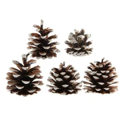 Lot de 5 pommes de pin Pinus nigra enneigées Naturel