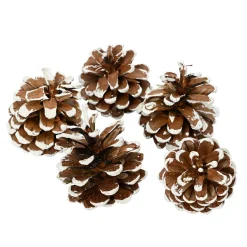 Lot de 5 pommes de pin Pinus nigra enneigées Naturel
